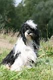 TERRIER DU TIBET 358